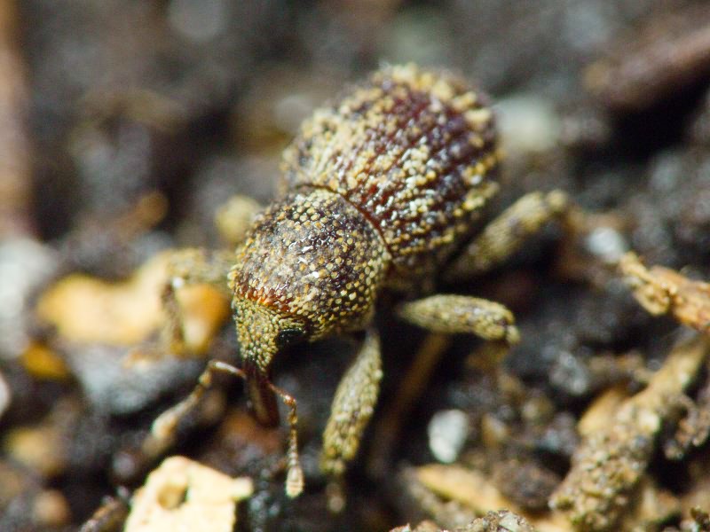 Acalles (Acalles) echinatus (Germar, 1824)